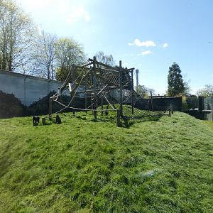 Sulawesi crested macaque enclosure