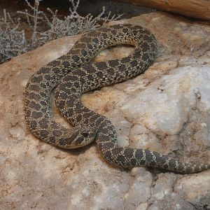 Western hog-nose snake