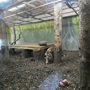 Sumatran tiger indoor enclosure