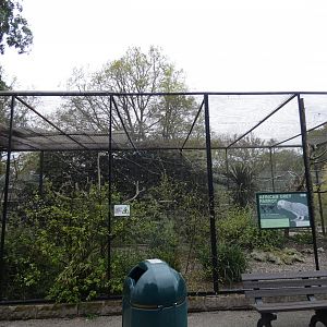 African grey parrot aviary