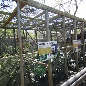 White-faced saki and Golden-headed lion tamarin enclosure