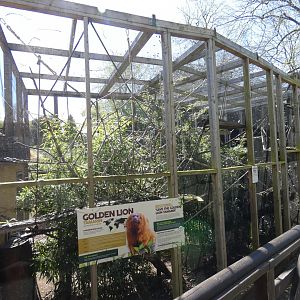 Golden lion tamarin enclosure