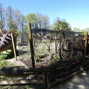 Belanger's tree shrew enclosure