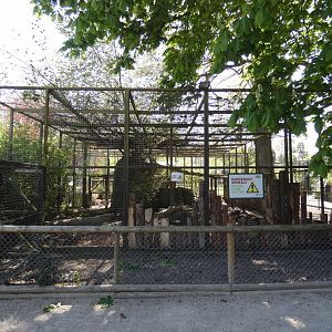 Northern lynx enclosure