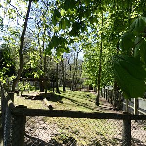 Lowland anoa enclosure