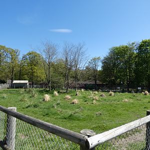 Greater rhea and mara enclosure