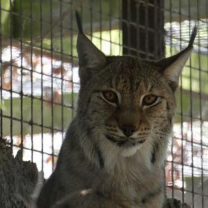 Northern lynx