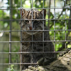 Fishing cat