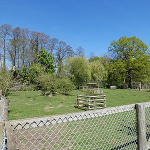Brazilian tapir and capybara enclosure