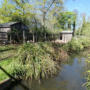 Chilean flamingo enclosure