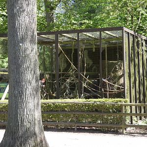 Prevost's squirrel enclosure