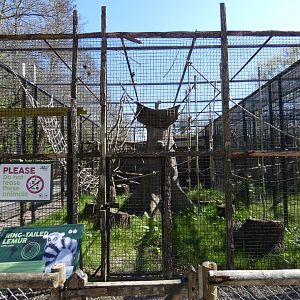 Ring-tailed lemur enclosure