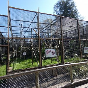 Lar gibbon enclosure