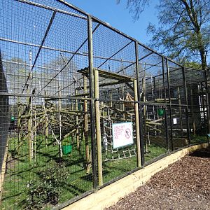 Colombian black spider monkey enclosure