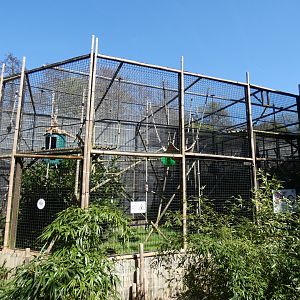 Lar gibbon enclosure (2)