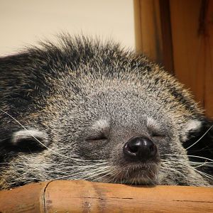 Binturong at Longleat