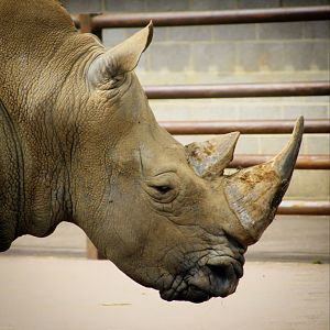 Southern White Rhino at Longleat