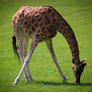 Rothschild's Giraffe at Longleat