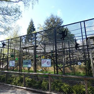 Colombian black spider monkey enclosure side-view