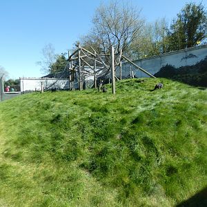 Sulawesi crested macaque enclosure (2)