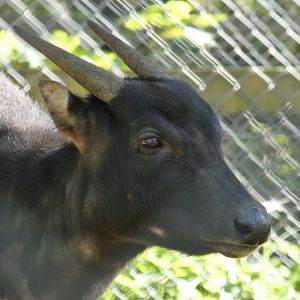 Lowland anoa