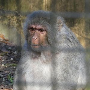 Rhesus macaque