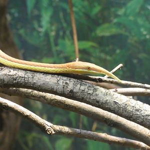 Malagasy leaf-nosed snake male