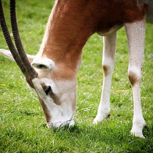 Scimitar-horned Oryx at Longleat