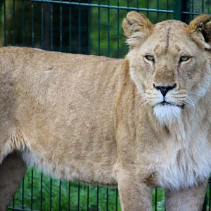 African Lion at Longleat