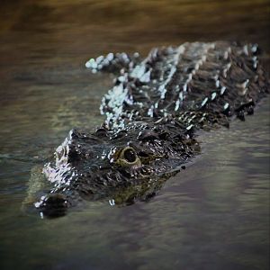 Cuban Crocodile at Longleat