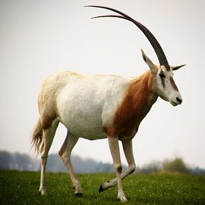 Scimitar-horned Oryx at Longleat