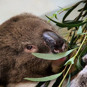 Southern Koala at Longleat