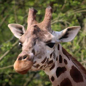 Rothschild's Giraffe at Longleat
