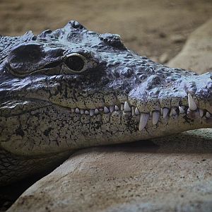 Cuban Crocodile at Longleat
