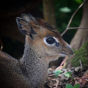 Kirk's Dik-dik at Longleat