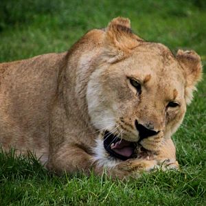 African Lion at Longleat