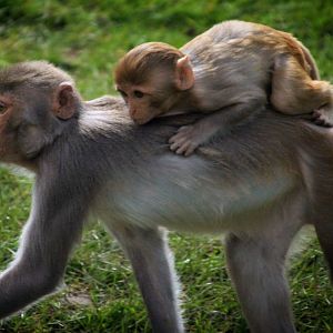 Rhesus Macaques at Longleat