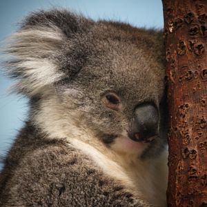 Southern Koala at Longleat