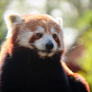Red Panda at Longleat