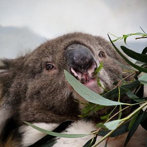 Southern Koala at Longleat