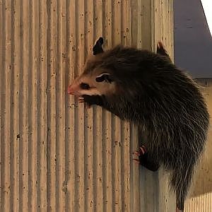 Awesome Opossum! - YouTube