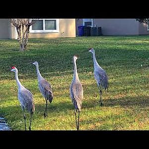 Walking With Cranes - YouTube