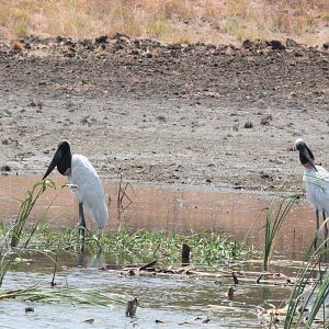 Jabiru