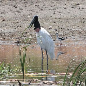 Jabiru