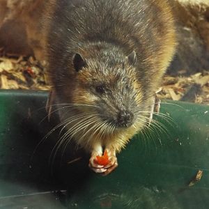 Australian Water Rat, Axe Valley