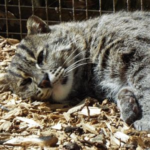 Fishing Cat, Axe Valley