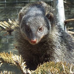 Banded Mongoose, Axe Valley