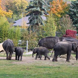 Part of the Elephant herd