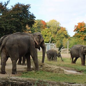 Asian elephants