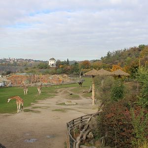 African savanna with in the back-ground the buiding-site for the new Gorilla enclosure
